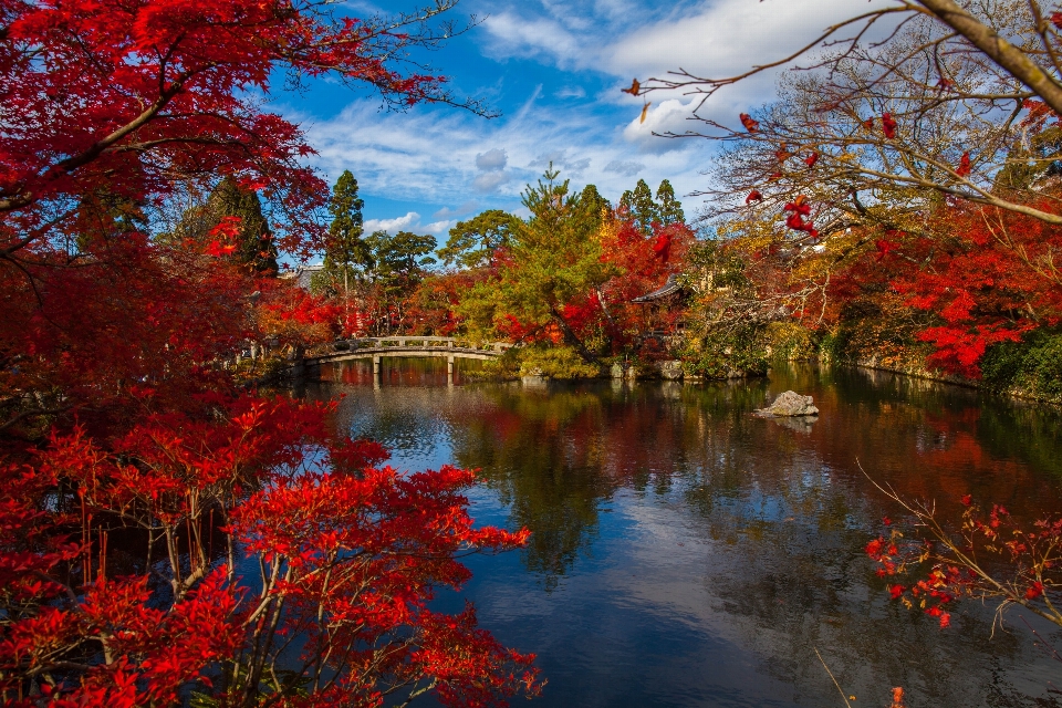 Paysage arbre eau nature