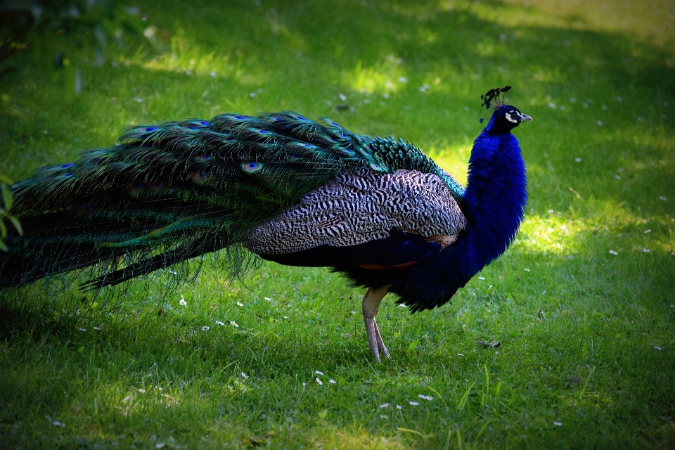 Nature oiseau prairie
 faune