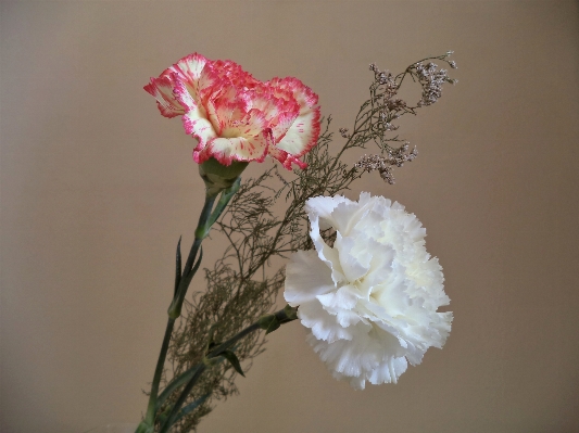 Branch blossom plant white Photo