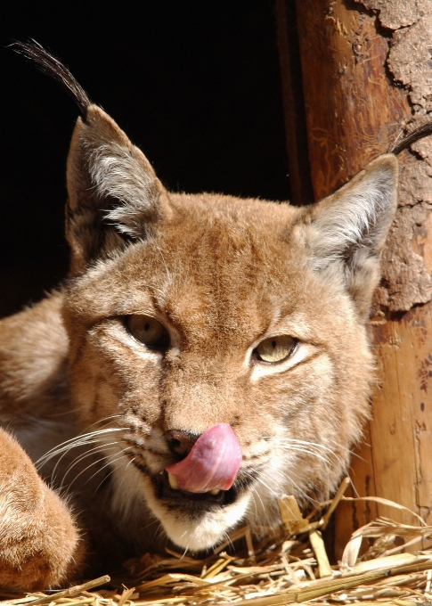 自然 野生動物 猫 哺乳類