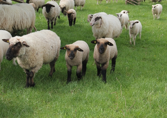 Nature grass farm meadow Photo