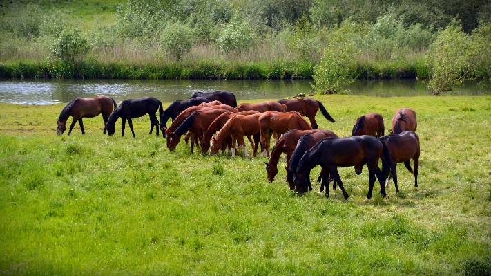 Grass field meadow prairie Photo