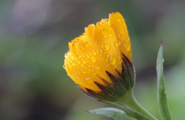 Nature blossom open plant Photo