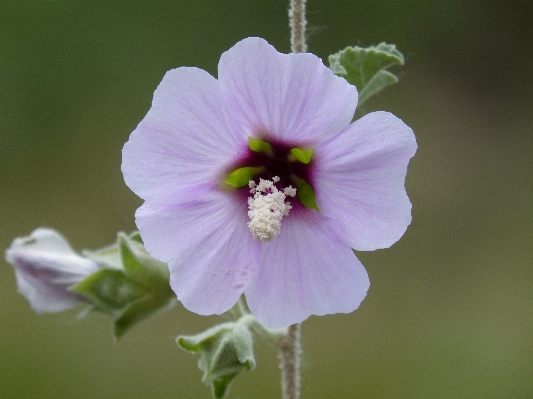 Blossom plant flower petal Photo