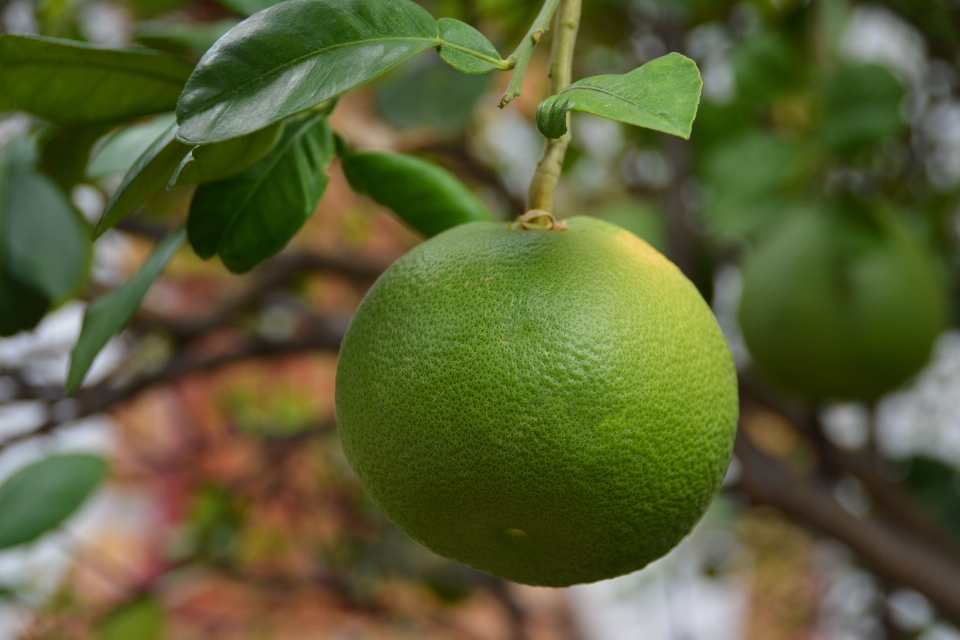 Nature branch growth plant