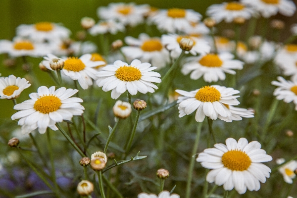 Nature outdoor blossom plant Photo