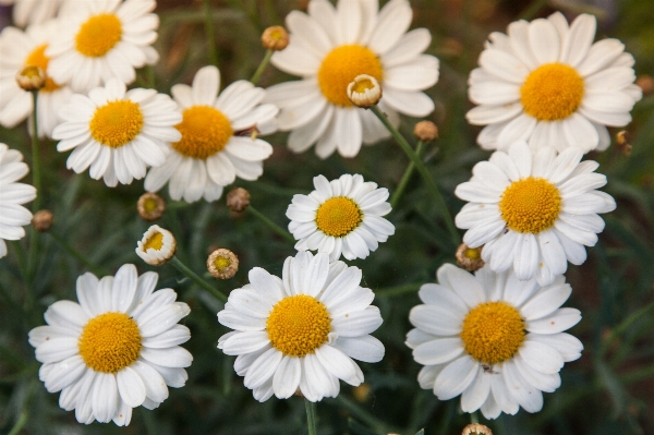 Nature outdoor blossom plant Photo