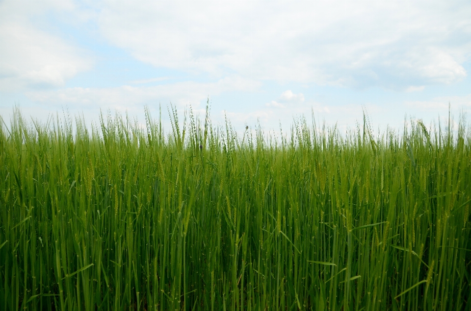 Nature grass plant sky