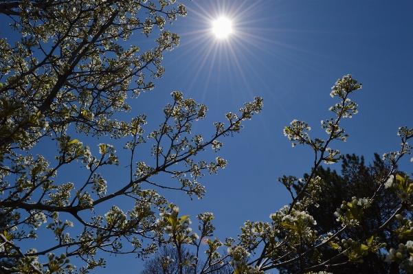 Foto Albero natura ramo fiore