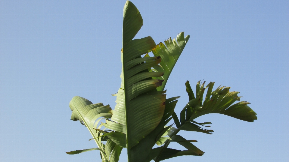 Baum gras zweig anlage