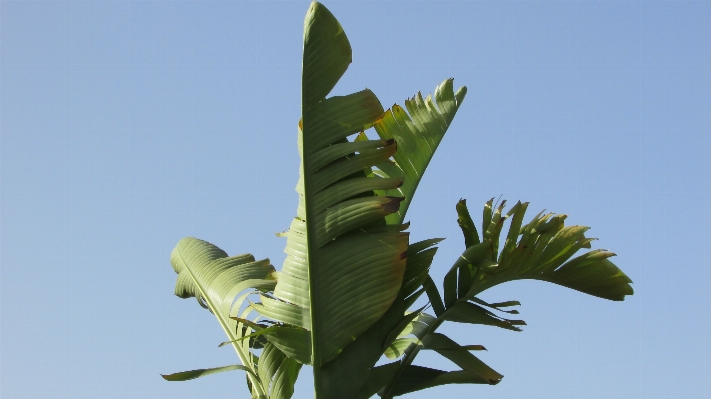 Tree grass branch plant Photo