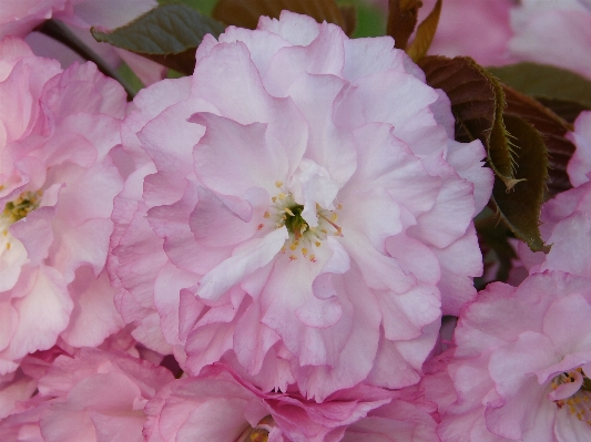 Nature blossom plant flower Photo