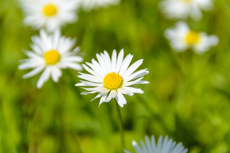 Landscape nature grass blossom