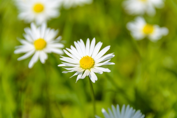 Landscape nature grass blossom Photo