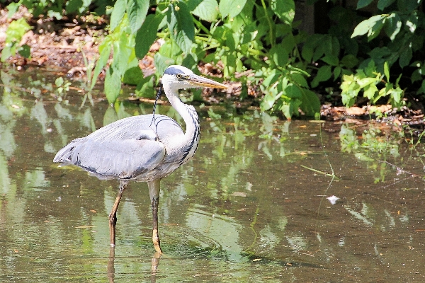 Water swamp bird pond Photo