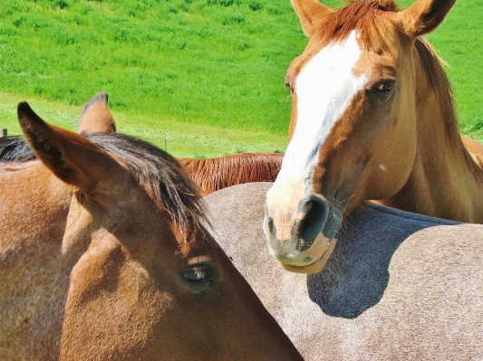 Animal cute rural portrait Photo