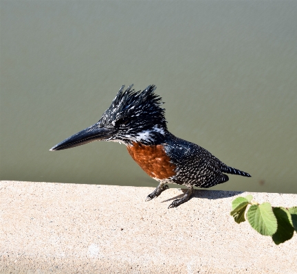 Foto Pássaro asa bico fauna