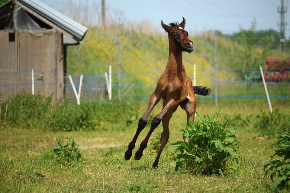 Pasture horse mammal stallion