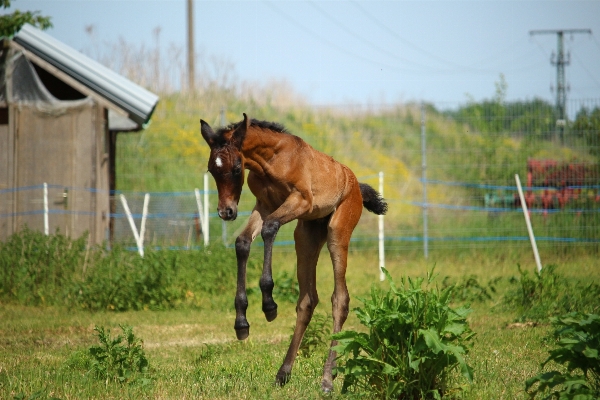 Jump pasture grazing horse Photo