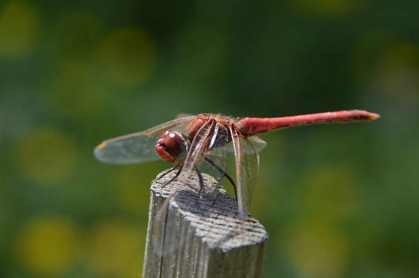 Nature wing photography fly Photo