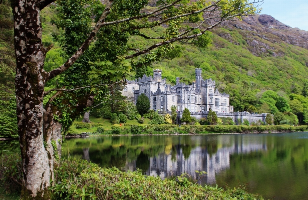 風景 木 水 自然 写真