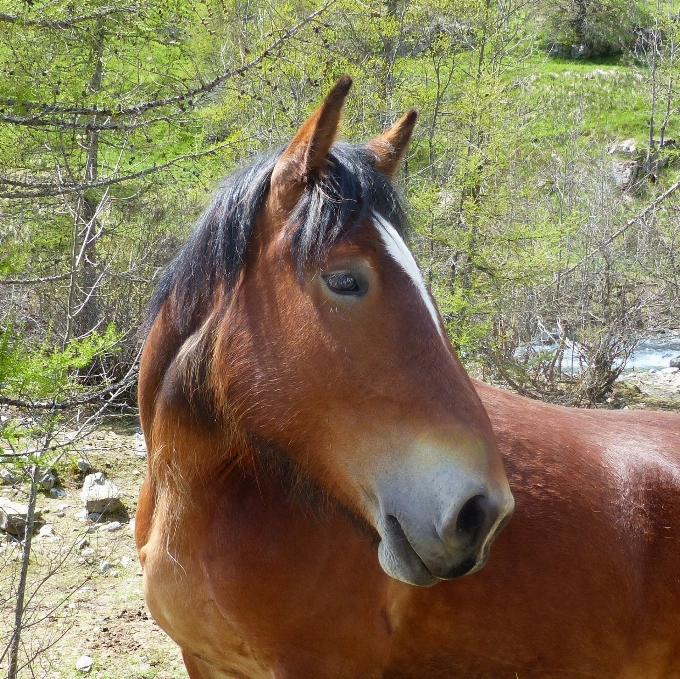 Natura animale profilo pascolo
