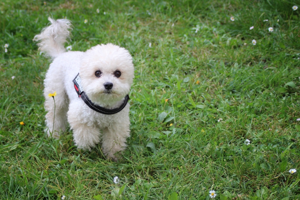 çayır
 tatlı köpek yavrusu