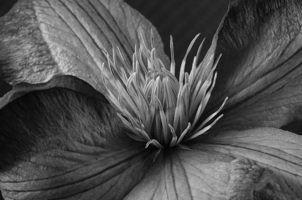 Photo Fleurir aile noir et blanc
 usine