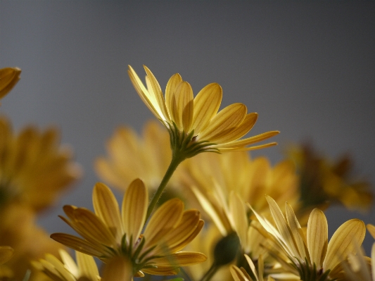 Natur blüte anlage sonne Foto