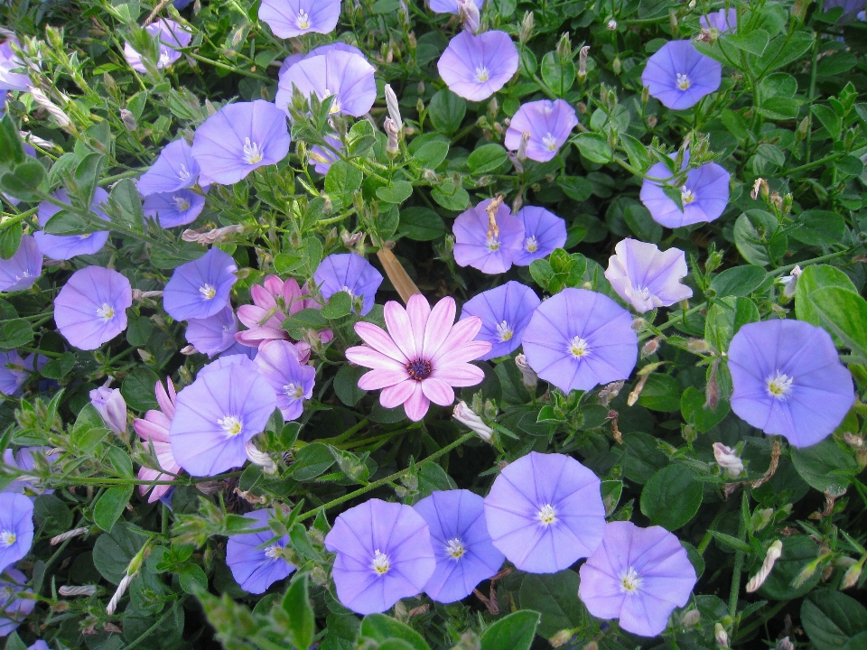 Planta flor rosa japón