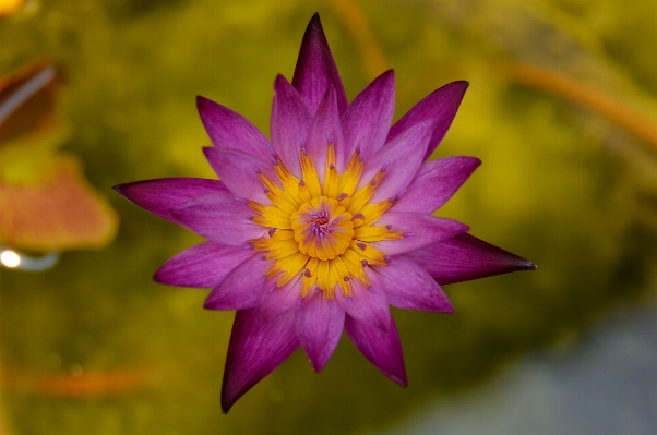 Water nature outdoor blossom Photo