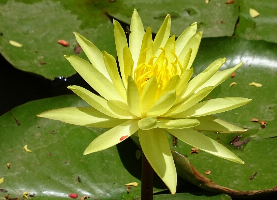 水 自然 花 植物 写真