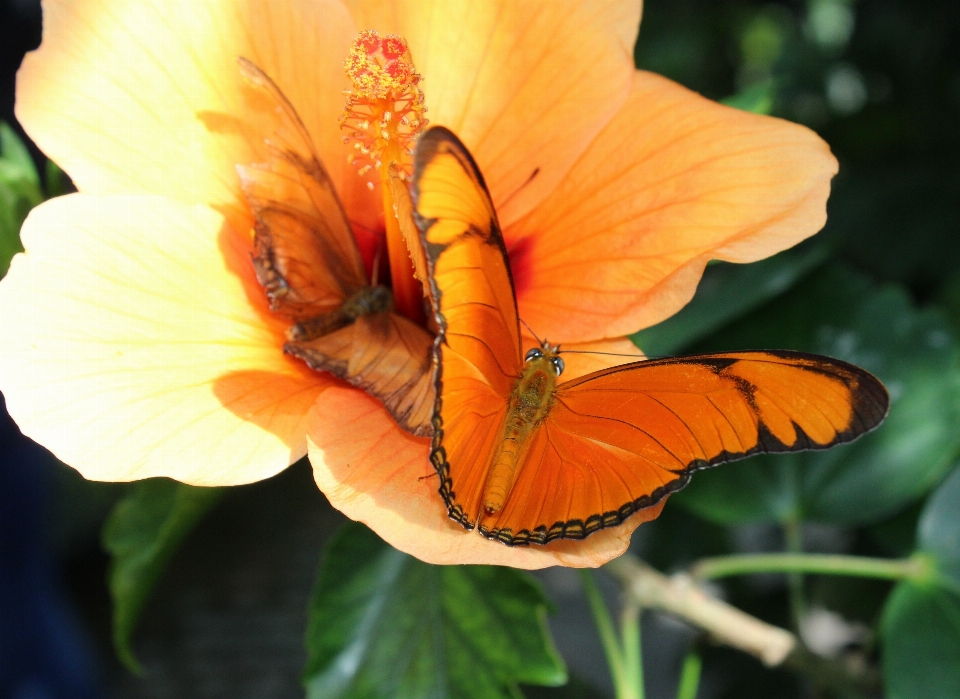 Natura pianta foglia fiore