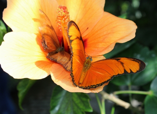 自然 植物 葉 花 写真