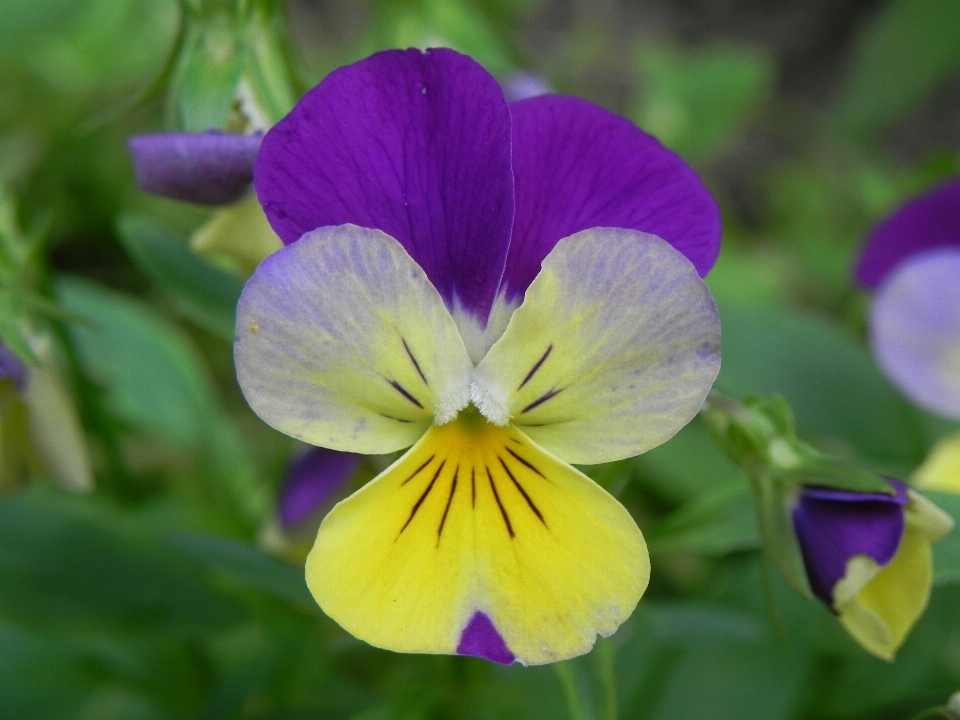 Natur blüte anlage blume