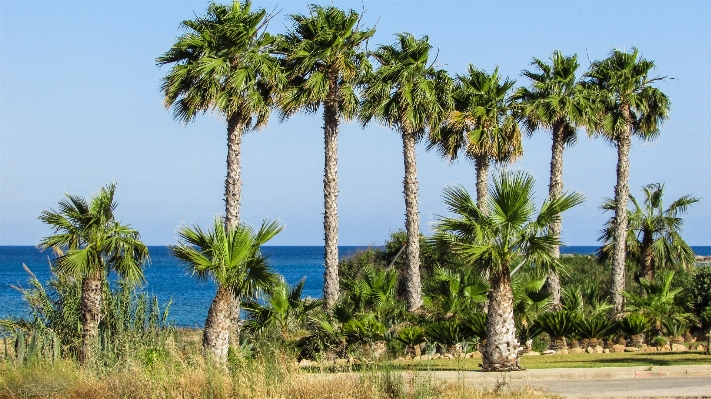 Beach sea tree nature Photo