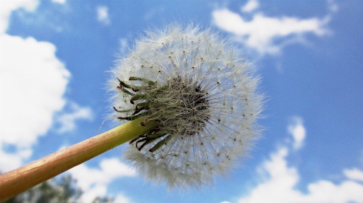 Tree nature grass branch Photo