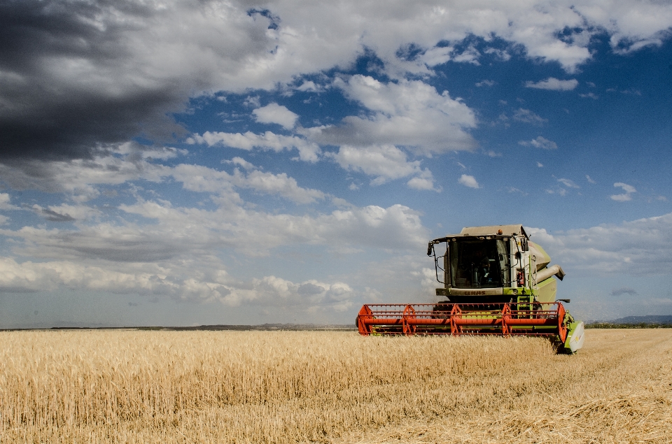 Plant sky field wheat