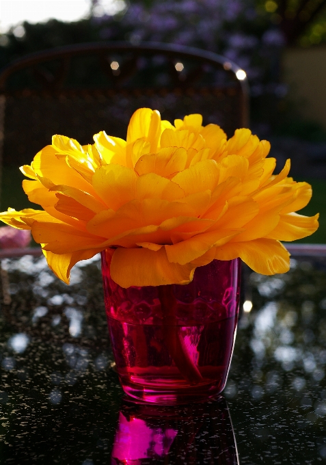 Nature blossom plant flower