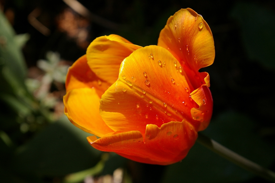 Nature blossom plant photography