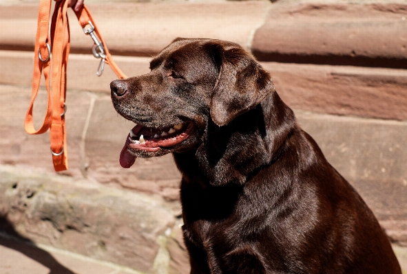 子犬 犬 男 座っている 写真