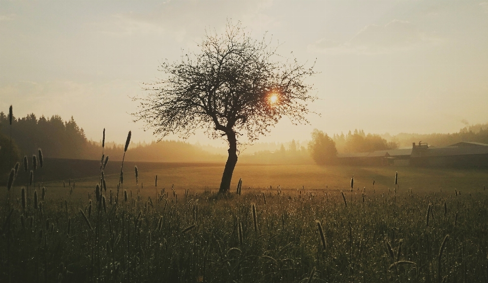 Landscape tree nature forest