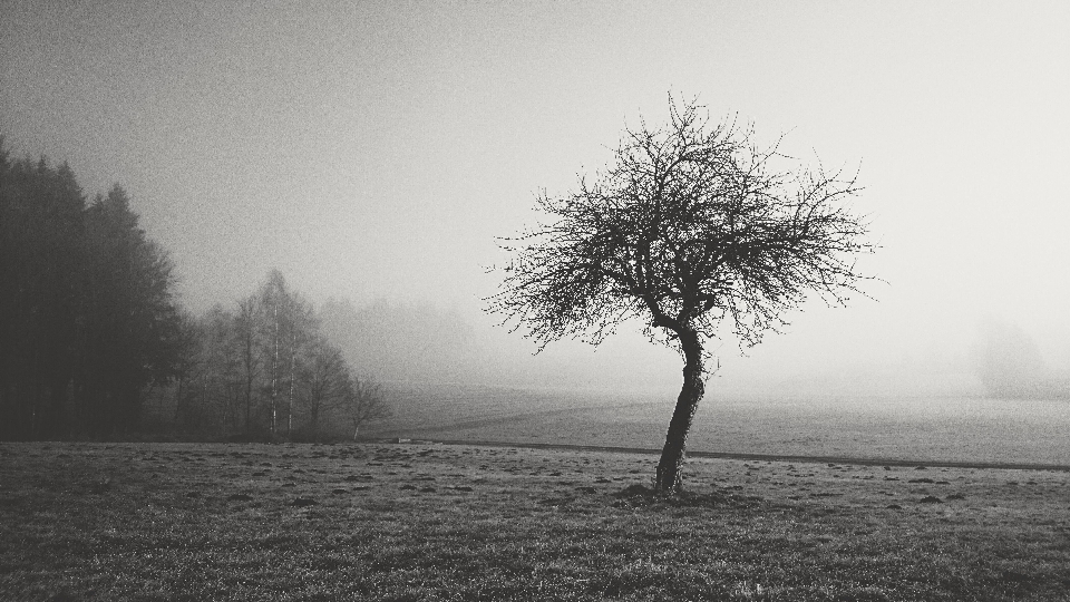 Paysage arbre nature forêt