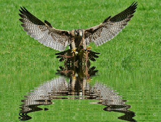 Foto Acqua natura uccello ala