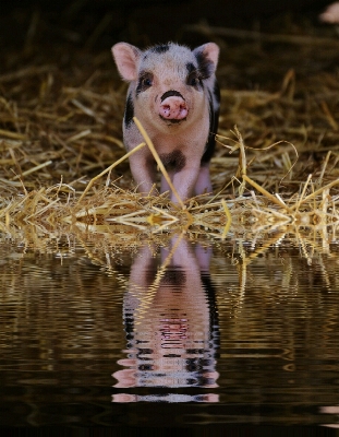 水 遊ぶ 甘い かわいい 写真