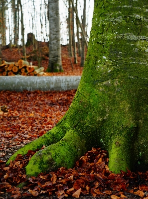 Tree nature forest grass Photo