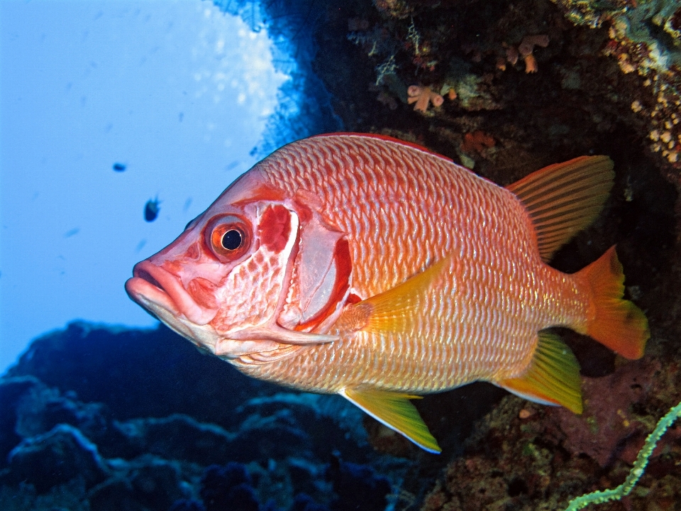 Naturaleza submarino biología pez