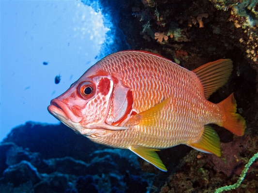 自然 水中 生物学 魚 写真