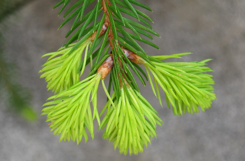 Tree nature branch growth