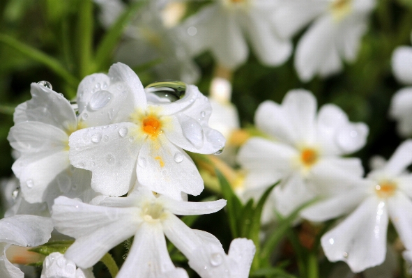 Blossom plant white flower Photo